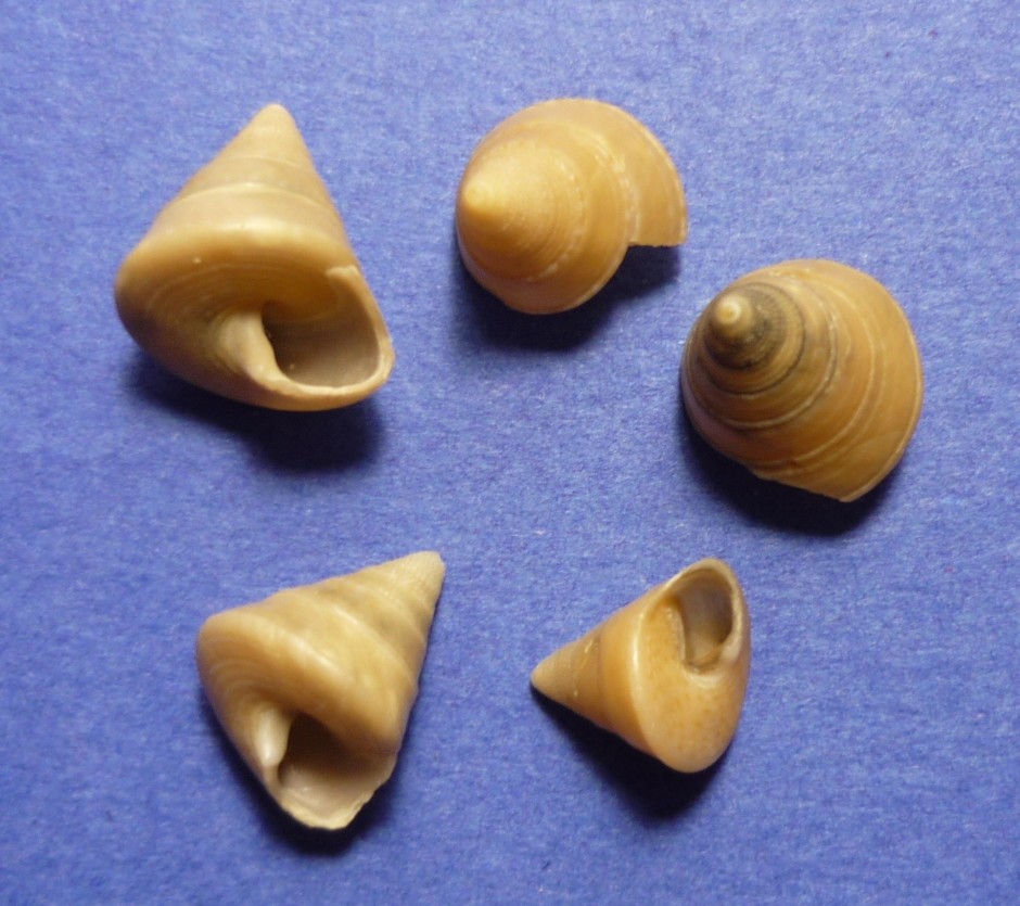Calliostoma planatum(dubium)?